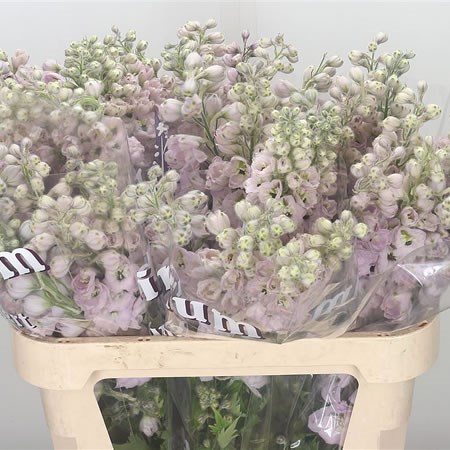 Delphinium Dewi Pink Spijker