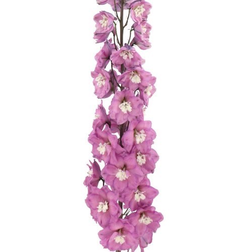 Delphinium Dewi Rita