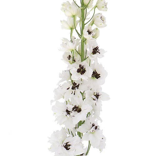 Delphinium Dewi Rocket