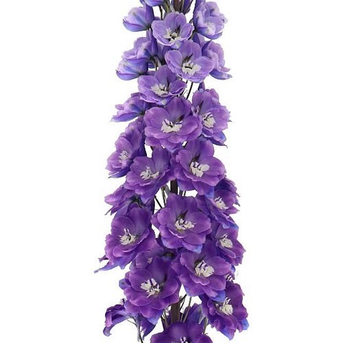 Delphinium Dewi Rome