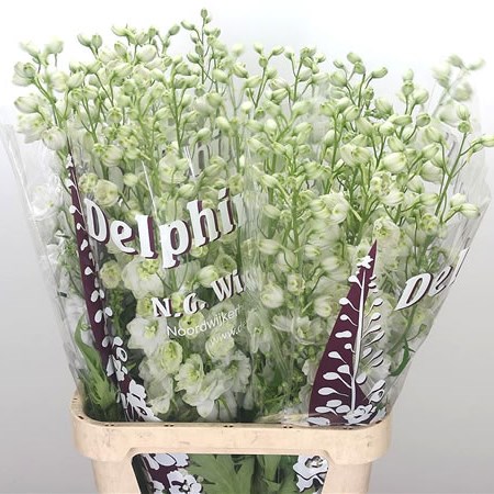 Delphinium Dewi Siberia