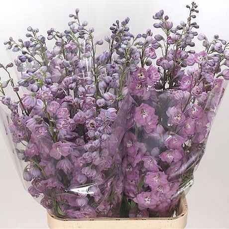 Delphinium Dewi Sweet Heart 90cm | Wholesale Dutch Flowers & Florist ...