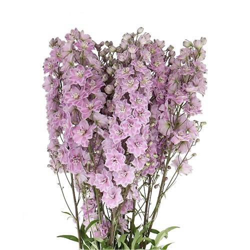 Delphinium Dewi Violet Smile