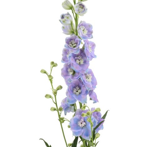 Delphinium Double Dewi Zofia