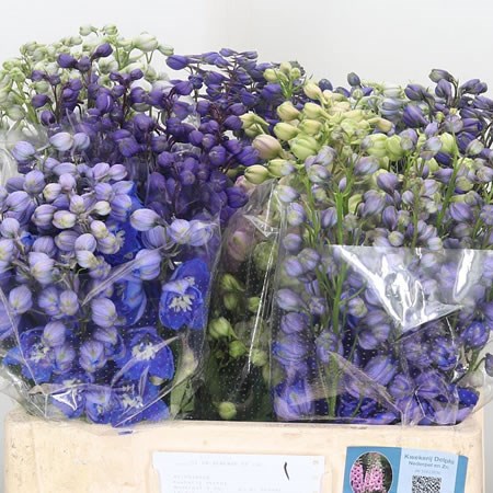 Delphinium Elatum Mix (Cols May Vary)