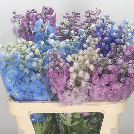 Delphinium Elatum Mix (Cols May Vary)