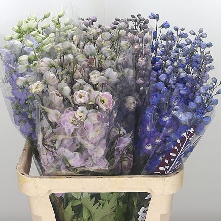 Delphinium Elatum Mix (Cols May Vary)