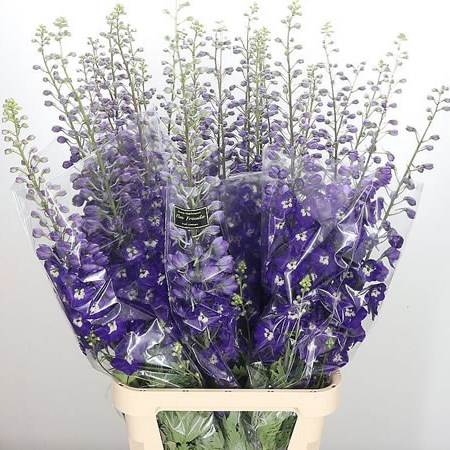Delphinium Elm Freude