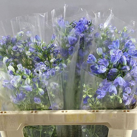 Delphinium Energy Blue