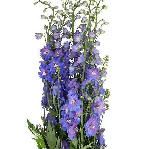 Delphinium Guardian Blue
