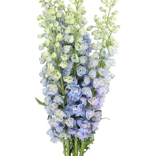 Delphinium Guardian Lavender