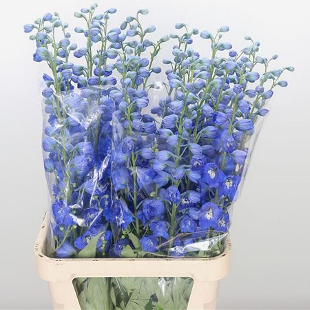 Delphinium Kings Blue Arrow