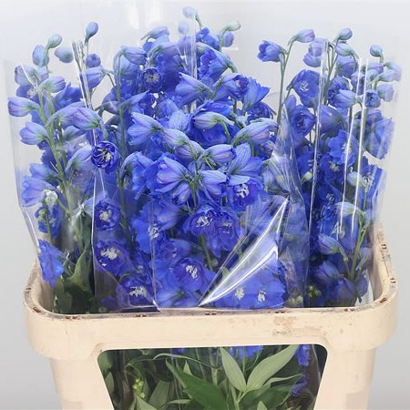Delphinium Kings Blue Arrow