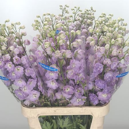 Delphinium Kissi Lovely Pink