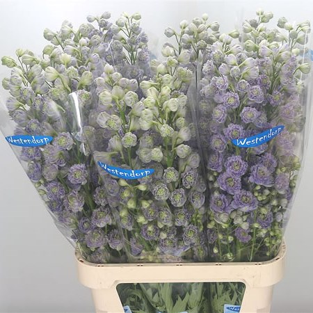 Delphinium Kissi Pon Pom