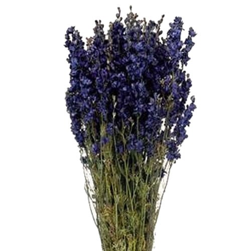 Delphinium Larkspur Blue - Dried