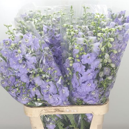Delphinium Lavender Shades