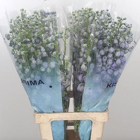 Delphinium Magic Fountain