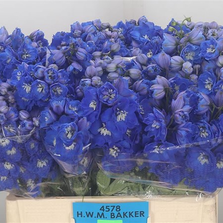 Delphinium Morninglight