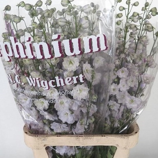 Delphinium New Amsterdam