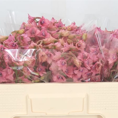 Delphinium Peach Sensation