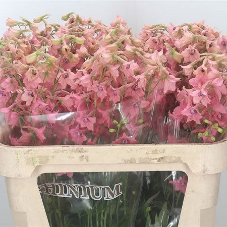 Delphinium Peach Sensation