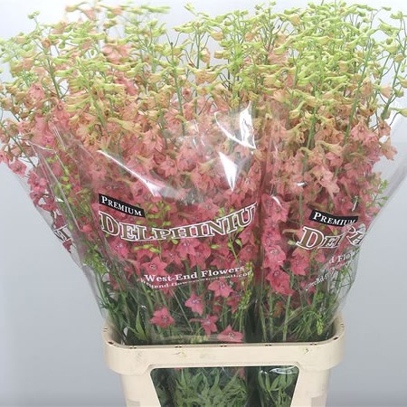 Delphinium Peach Sensation (Extra)