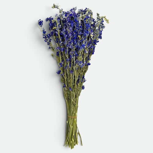 Delphinium Posy Dark Blue (dried)