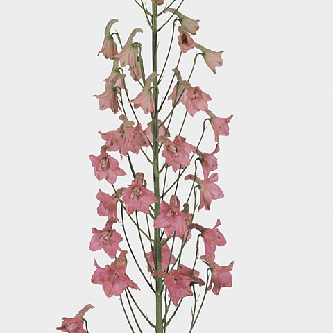 Delphinium Premium Pink Sensation