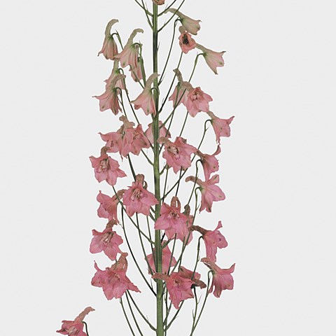 Delphinium Premium Pink Sensation
