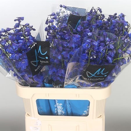 Delphinium Sea Waltz