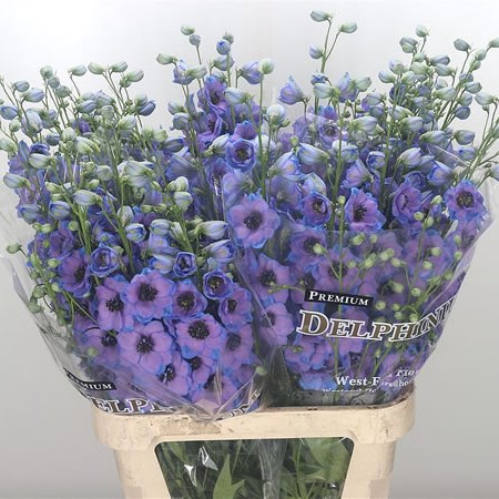 Delphinium Skyfall