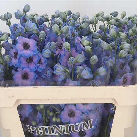 Delphinium Skyfall