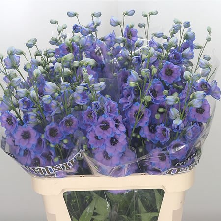 Delphinium Skyfall