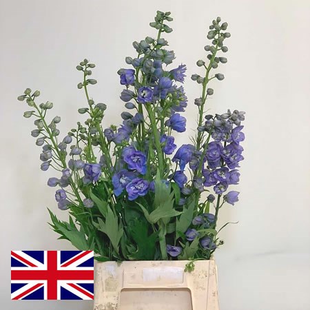 Delphinium Tops Mixed (English)