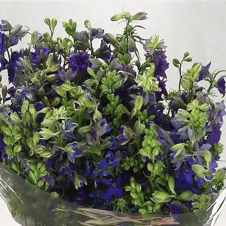 Delphinium aja. Larkspur Blue