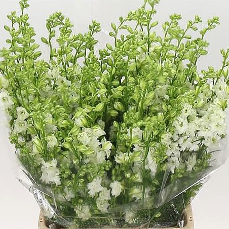 Delphinium Larkspur AJA. White