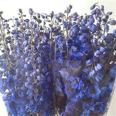 Delphinium Centurion Gentian Blue