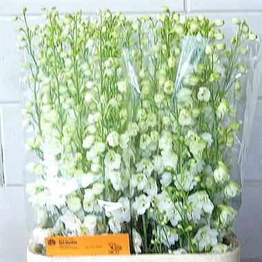 Delphinium Guardian White