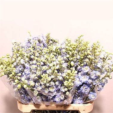 Delphinium du. Aurora Light Blue