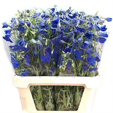 Delphinium Volkerfrieden (short)