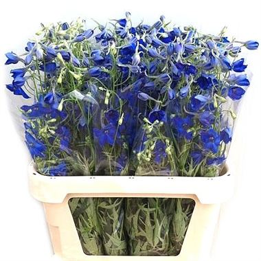 Delphinium en. Volkerfrieden