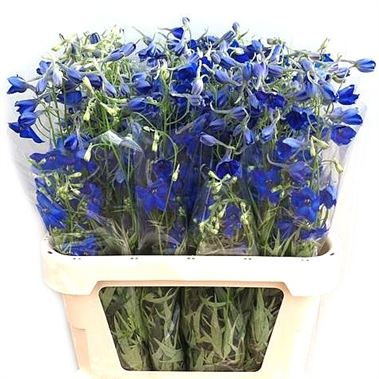 Delphinium en. Volkerfrieden