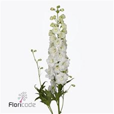 Delphinium Dewi Siberia