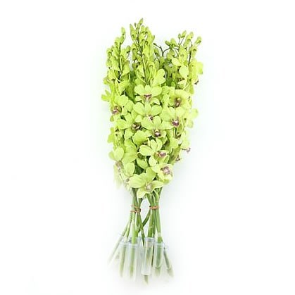 Dendrobium Orchid Green XL