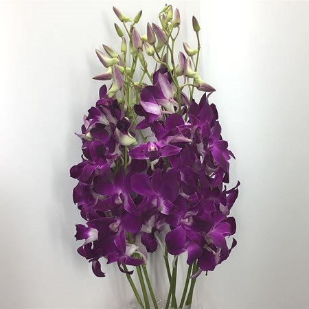 Dendrobium Orchid Madam Pompadour