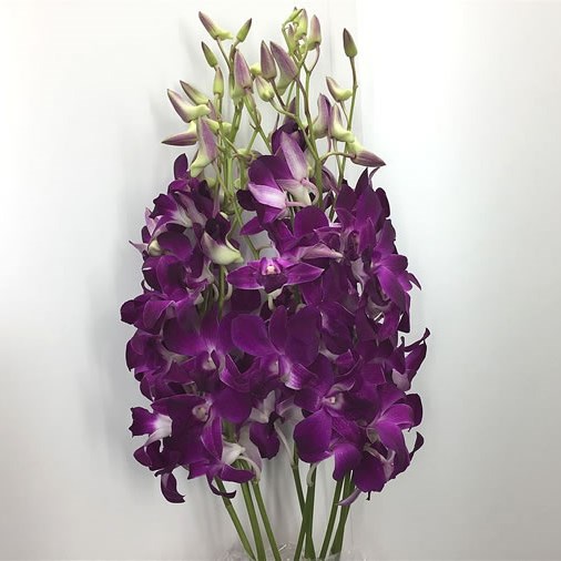 Dendrobium Orchid Purple