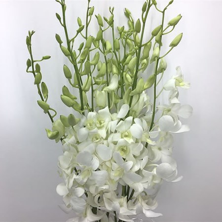 Dendrobium Orchid White Extra