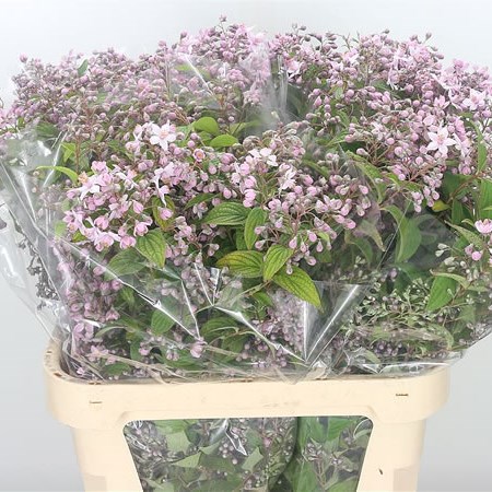 Deutzia Mont Rose