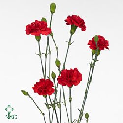 Carnation spr. Brunello